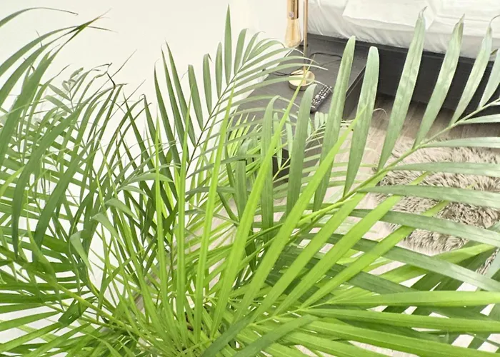 Old Poema * 布拉索夫